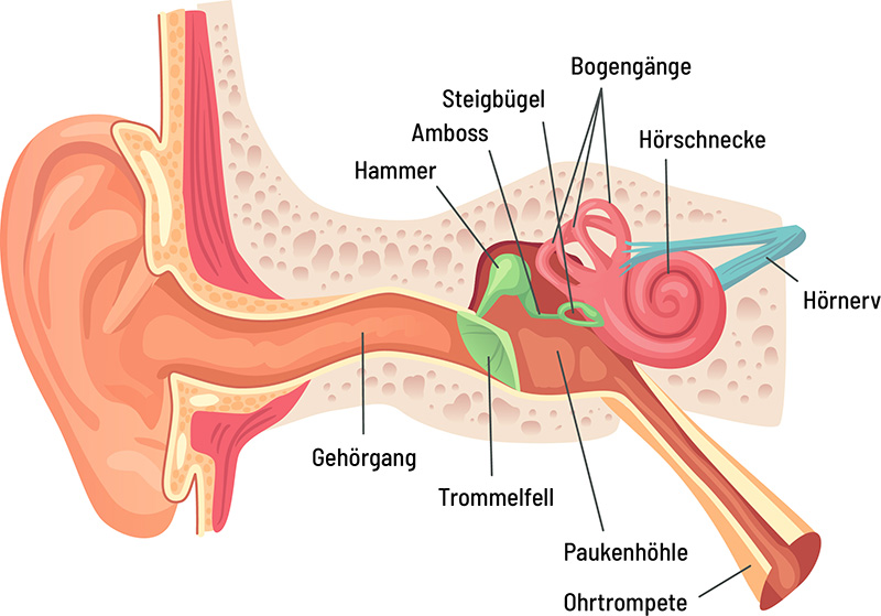 Menschliches Ohr - Anatomie