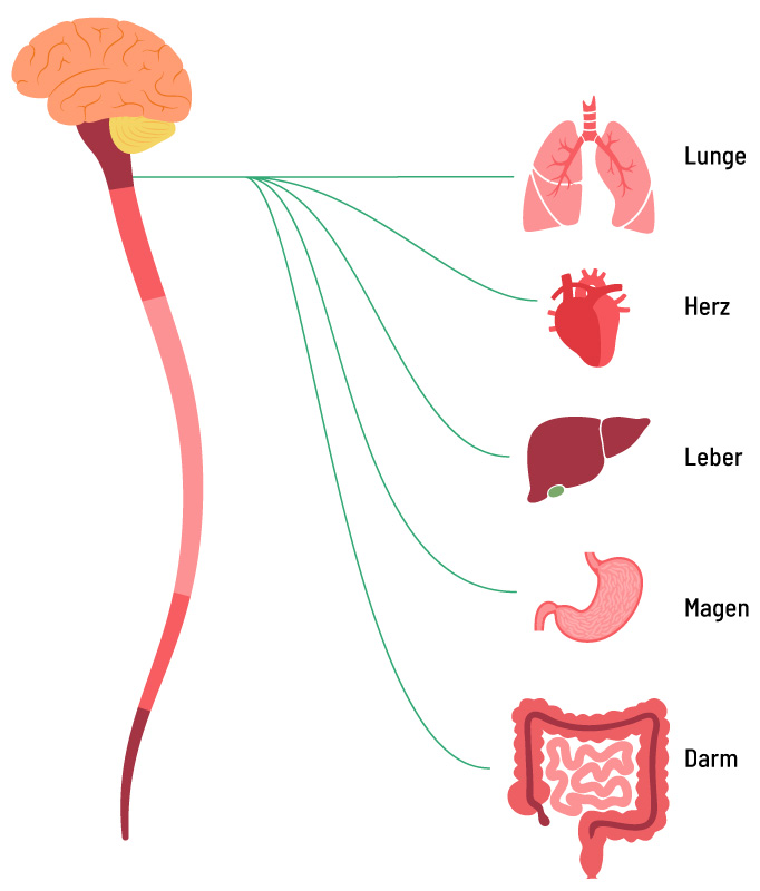 Parasympathisches Nervensystem