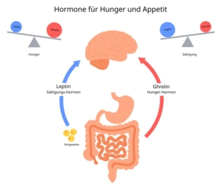 Hormone für Hunger und Appetit